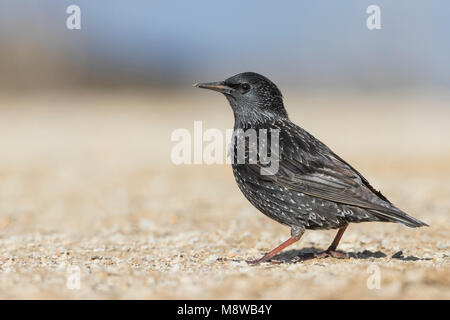 Spotless Starling - Einfarbstar - Sturnus unicolor, Spain, 1st Winter Stock Photo