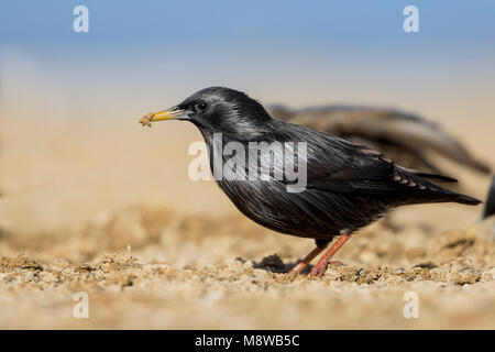 Spotless Starling - Einfarbstar - Sturnus unicolor, Spain, adult Stock Photo