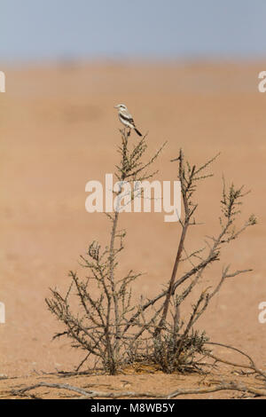 Steppe Grey Shrike - Raubwürger - Lanius excubitor ssp. pallidirostris, Oman, 2nd cy Stock Photo