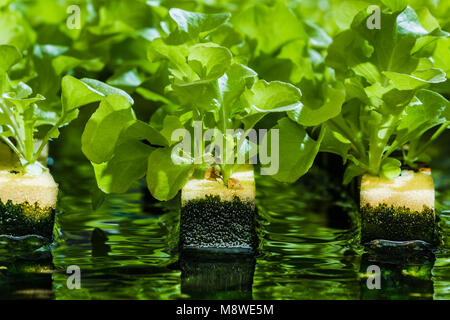 Young vegetables growing on water in control system, hydroponics system Stock Photo