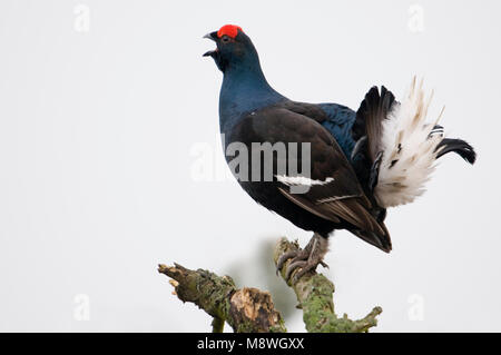 Mannetje Korhoen in zit; Male Black Grouse perched Stock Photo