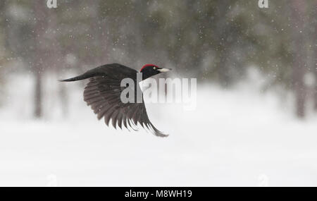 Mannetje Zwarte Specht vliegend in de sneeuw; Male Black Woodpecker flying in winter Stock Photo