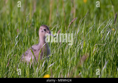 Grutto jong in voorjaarswei; Black-tailed Godwit juvenile in meadow Stock Photo