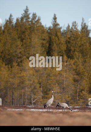 Kraanvogel staand in veld; Common Crane standing in field Stock Photo