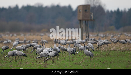 Kraanvogels staand in veld; Common Cranes standing in field Stock Photo