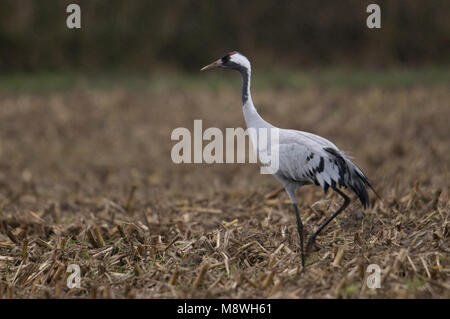 Kraanvogel staand in veld; Common Crane standing in field Stock Photo