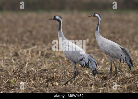 Kraanvogel staand in veld; Common Crane perched in field Stock Photo