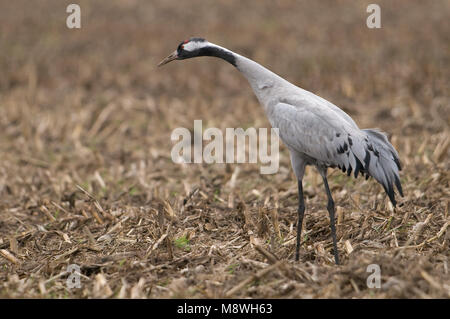 Kraanvogel staand in veld; Common Crane perched in field Stock Photo