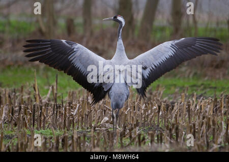 Kraanvogel staand in veld; Common Crane standing in field Stock Photo