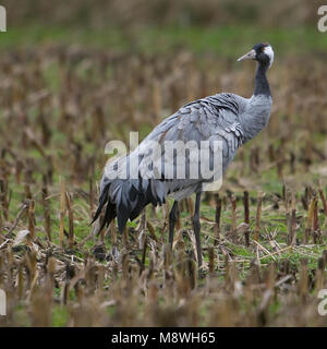 Kraanvogel staand in veld; Common Crane standing in field Stock Photo