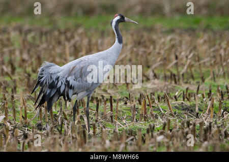 Kraanvogel staand in veld; Common Crane standing in field Stock Photo