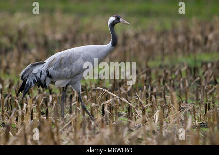 Kraanvogel staand in veld; Common Crane standing in field Stock Photo