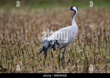 Kraanvogel staand in veld; Common Crane standing in field Stock Photo