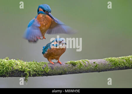 IJsvogel parend, Common Kingfisher mating Stock Photo