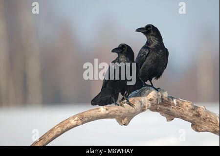 Twee raven op een boomtak; Two Ravens on a tree trunk Stock Photo