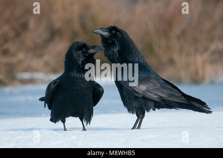 Raaf; Common Raven; Grand corbeau freux; Kolkrabe; Stock Photo