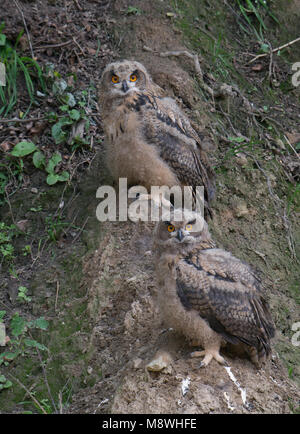 Twee jonge Oehoes bij nest, Twe young Eagle-Owls at nest Stock Photo