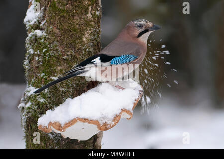 Vlaamse gaai op besneeuwd elfenbankje; Eurasian jay on branch in the snow Stock Photo