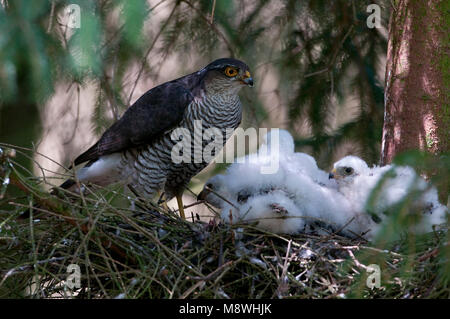 Vrouwtje Sperwer op nest met jongen; Female Eurasian Sparrowhawk on nest with young Stock Photo