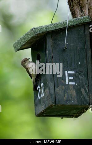 Bonte Vliegenvanger volwassen bij nestkast; European Pied Flycatcher adult at nestbox Stock Photo
