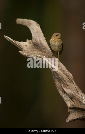 Roodborst jong zittend; European Robin juvenile perched Stock Photo