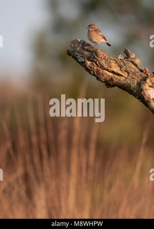 Juveniele Roodborsttapuit; Juvenile European Stonechat Stock Photo