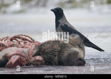 Bonte Kraai zittend op kadaver; Hooded Crow perched on carcass Stock Photo