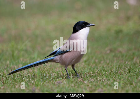 Blauwe ekster op grasland; Azure-winged Magpie perched in meadow