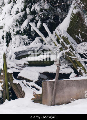 Steenuil zittend in sneeuw; Little Owl perched in snow