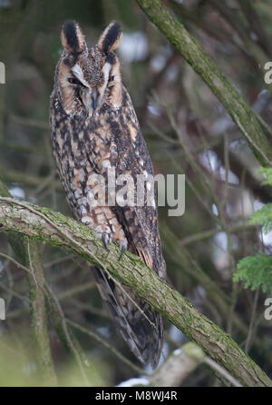 Ransuil zittend op tak; Long-eared Owl perched on branch Stock Photo