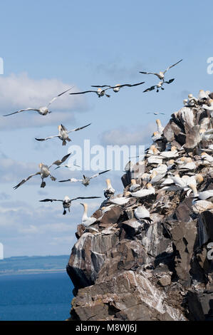 Jan van genten in kolonie; Northern Gannets in colonie Stock Photo