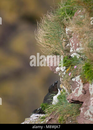 Alk op rotskust; Razorbill perched on a cliff Stock Photo