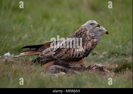 Rode Wouw zittend op prooi; Red Kite perched on prey Stock Photo