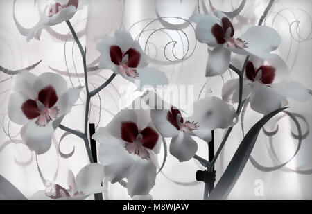 White Orchid flowers on the window. Stock Photo