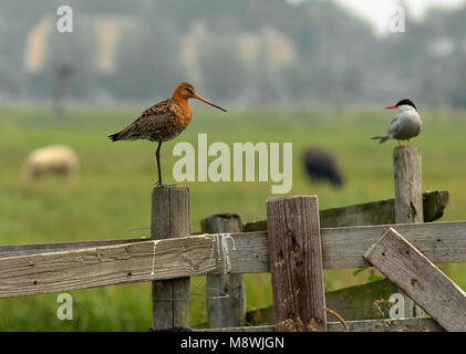 Grutto staand op een hek; Black-tailed Godwit standing on a fench Stock Photo