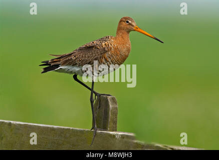 Grutto staand op een hek; Black-tailed Godwit standing on a fench Stock Photo