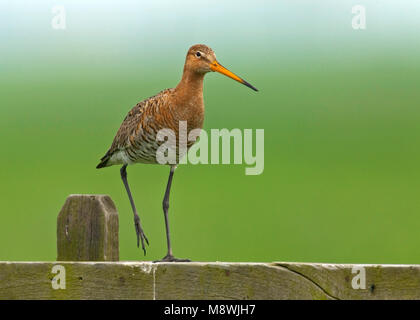 Grutto staand op een hek; Black-tailed Godwit standing on a fench Stock Photo