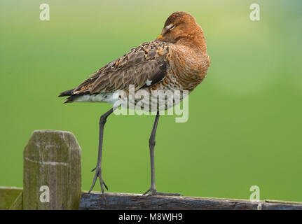 Grutto staand op een hek; Black-tailed Godwit standing on a fench Stock Photo