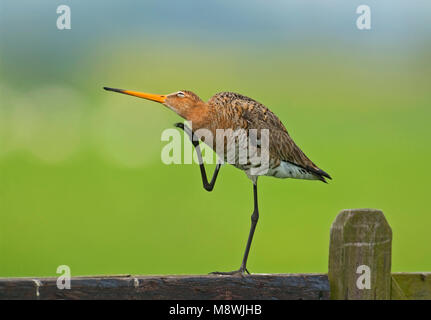 Grutto staand op een hek; Black-tailed Godwit standing on a fench Stock Photo