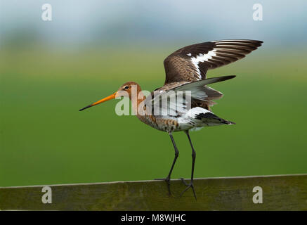 Grutto staand op een hek; Black-tailed Godwit standing on a fench Stock Photo