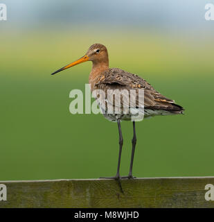 Grutto staand op een hek; Black-tailed Godwit standing on a fench Stock Photo