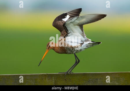 Grutto staand op een hek; Black-tailed Godwit standing on a fench Stock Photo