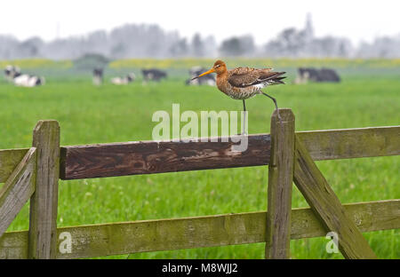 Grutto staand op een hek; Black-tailed Godwit standing on a fench Stock Photo