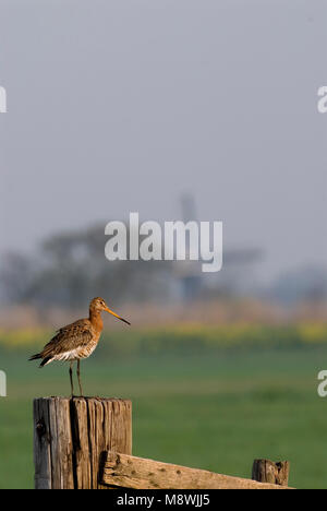 Grutto staand op een hek; Black-tailed Godwit standing on a fench Stock Photo