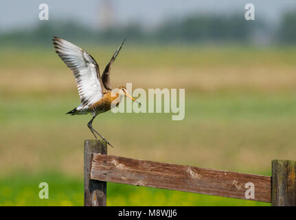 Grutto staand op een hek; Black-tailed Godwit standing on a fench Stock Photo