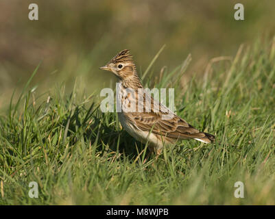 Veldleeuwerik zittend in een weiland, Eurasian Skylark perched in meadow Stock Photo