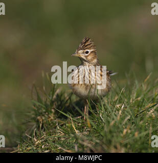 Veldleeuwerik zittend in een weiland, Eurasian Skylark perched in meadow Stock Photo