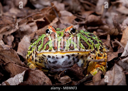 Ornate horned frog sitting in dead leaves Stock Photo