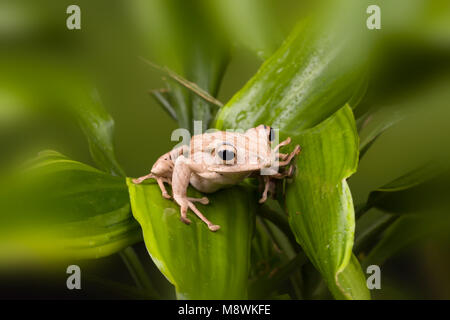 Adult Borneo Eared frog on green leaves Stock Photo