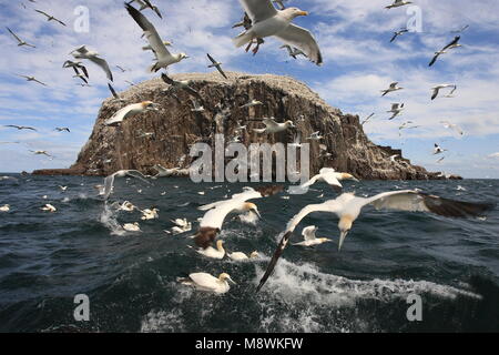 Zicht op Bass Rock; View on Bass Rock Stock Photo